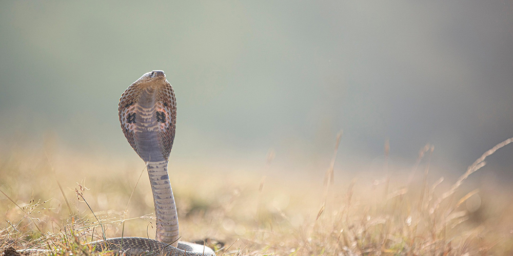ヘビの抜け殻を飾るには