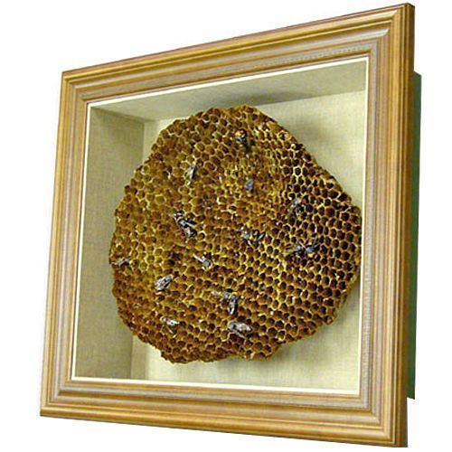 スズメバチの巣