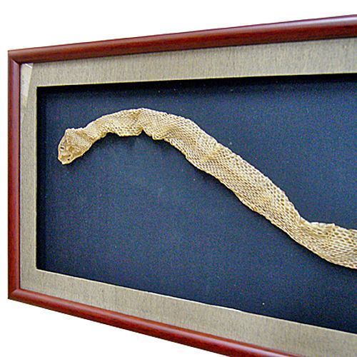 縁起物・蛇の抜け殻