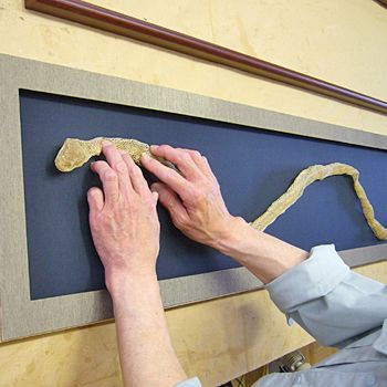 額装実例5 縁起物・蛇の抜け殻