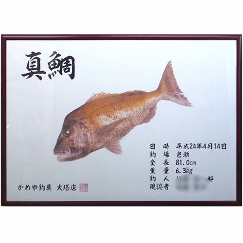 カラー魚拓 真鯛 一般額の規格サイズを利用して、大きな魚拓を額装しました
