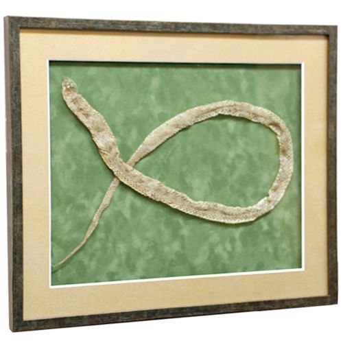 蛇の脱け殻を既製額で