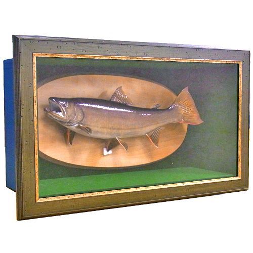 岩魚の剥製