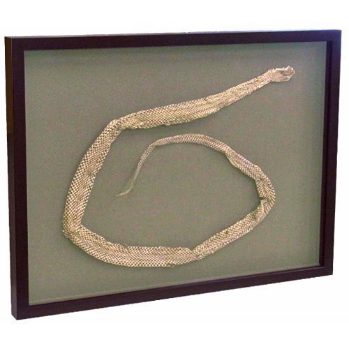 シマヘビの抜け殻