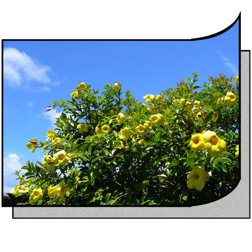 写真用 FP裏打ちシート