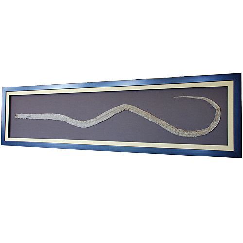 青大将の抜け殻