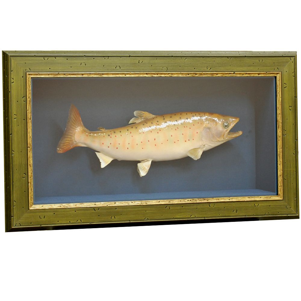 サクラマスの剥製