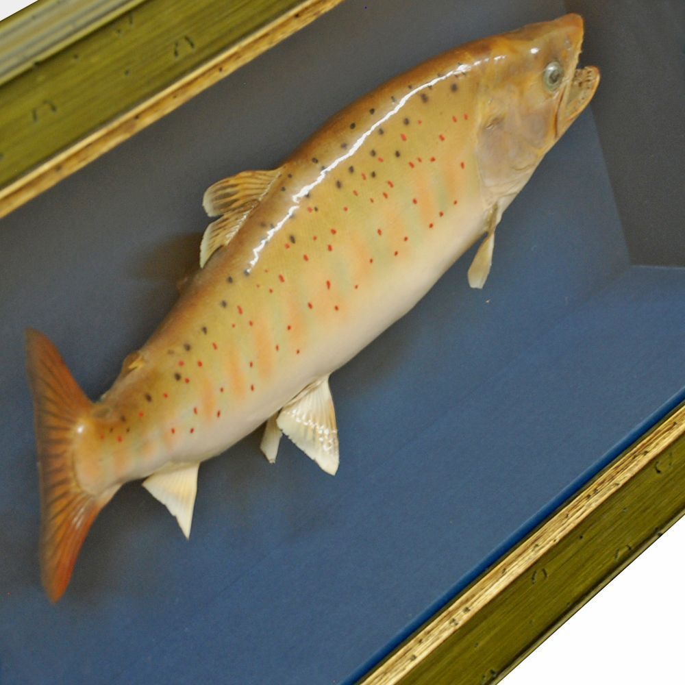 サクラマスの剥製