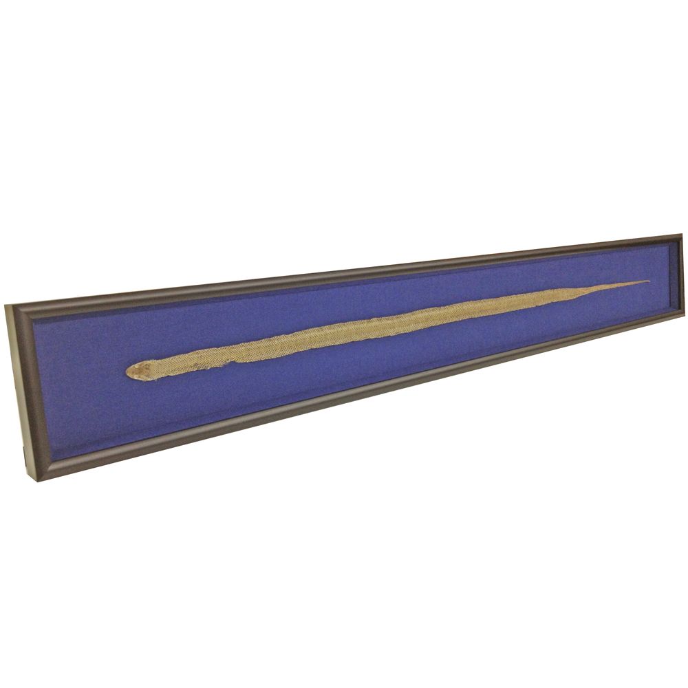 蛇の抜け殻 シンプルに