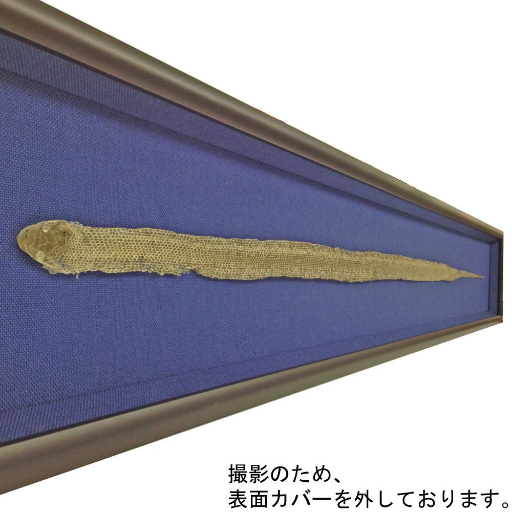 蛇の抜け殻 シンプルに