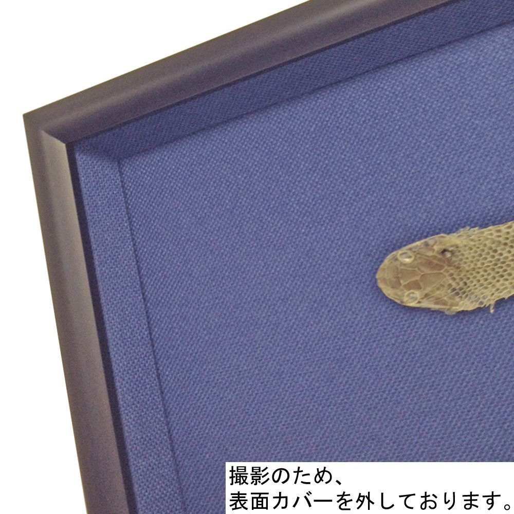 額装実例3 蛇の抜け殻 シンプルに