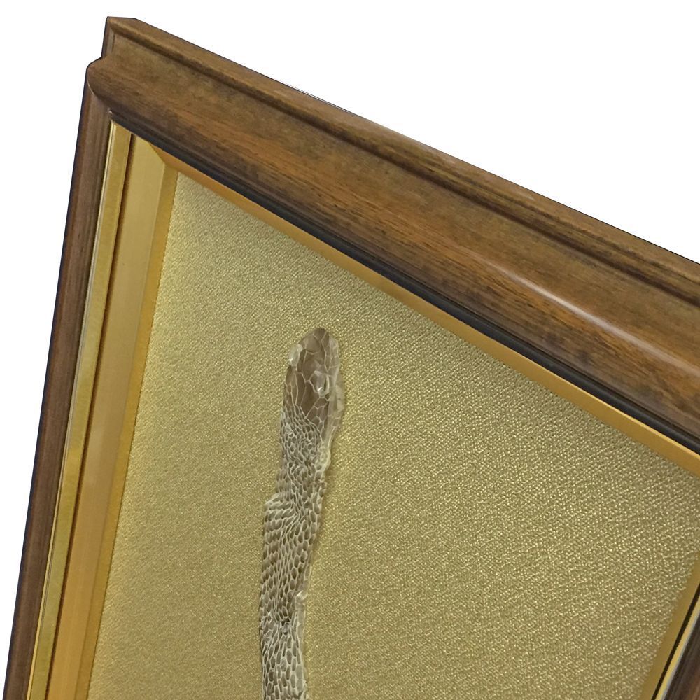 蛇殻 自然なカーブで