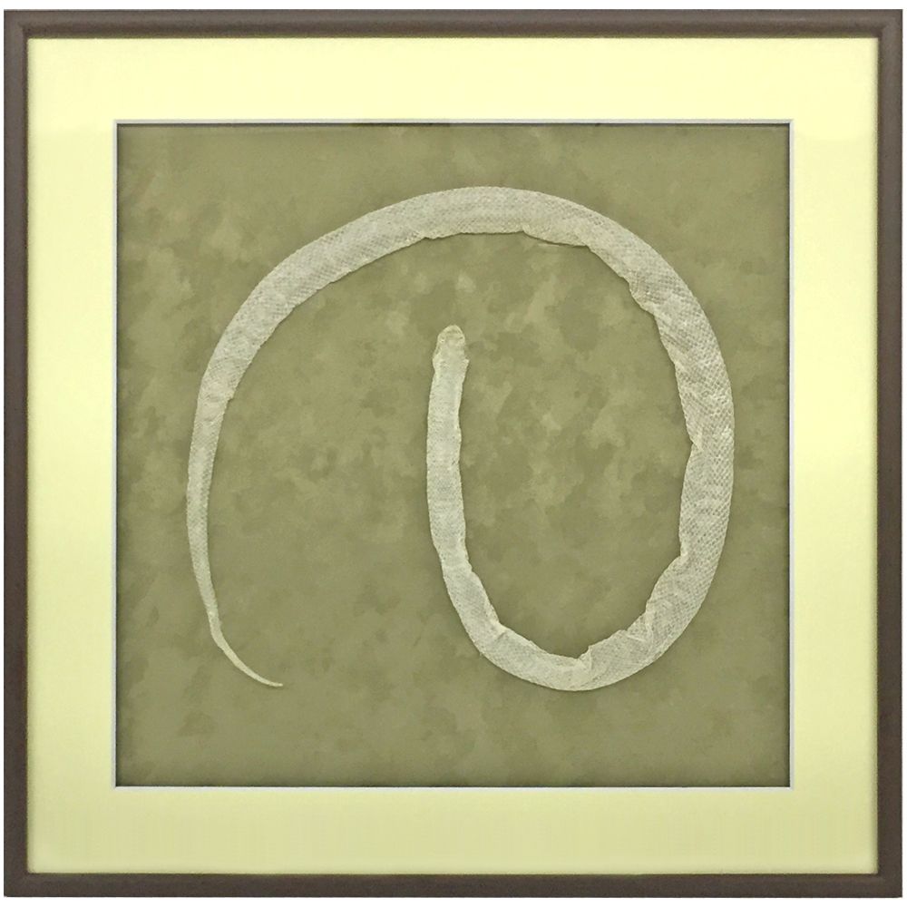 白蛇殻 とぐろを巻いて