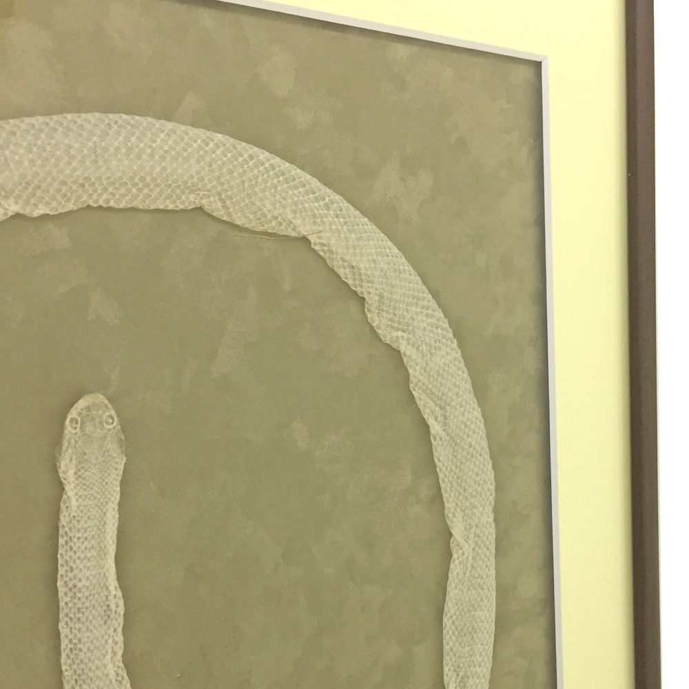 白蛇殻 とぐろを巻いて