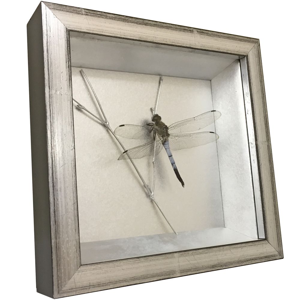 昆虫標本　トンボ