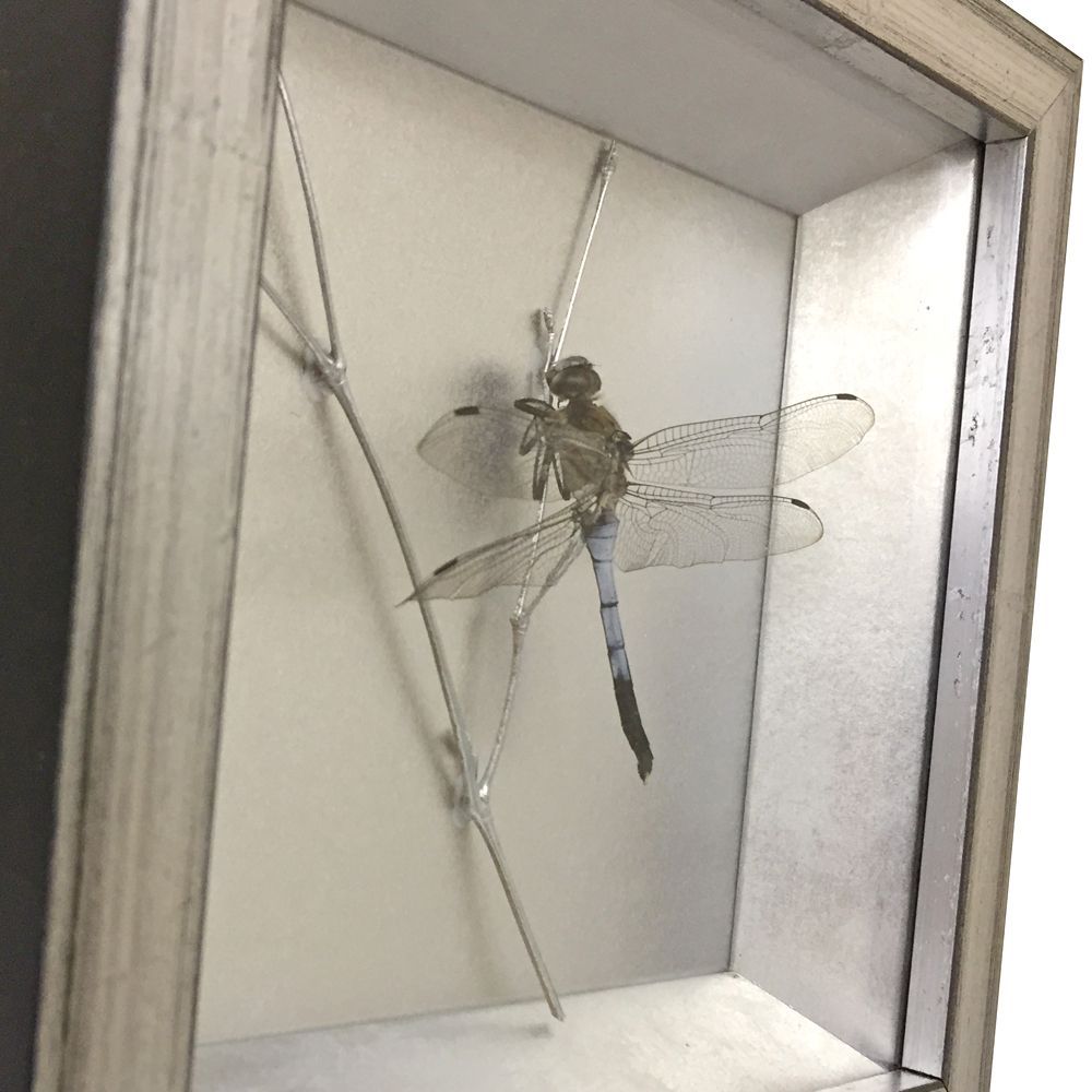 額装実例2 昆虫標本　トンボ