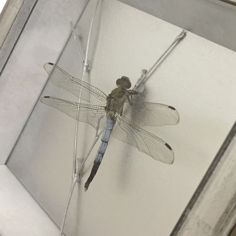 額装実例3 昆虫標本　トンボ