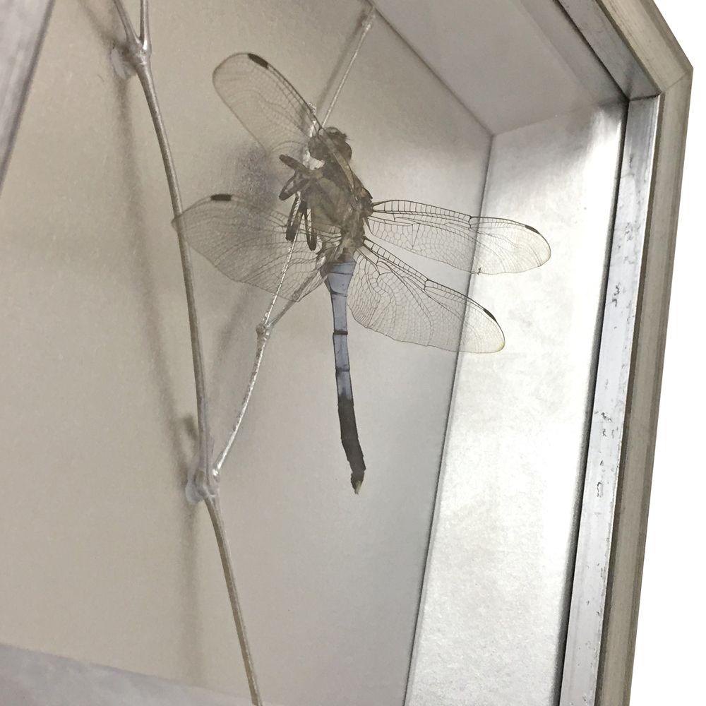 額装実例5 昆虫標本　トンボ