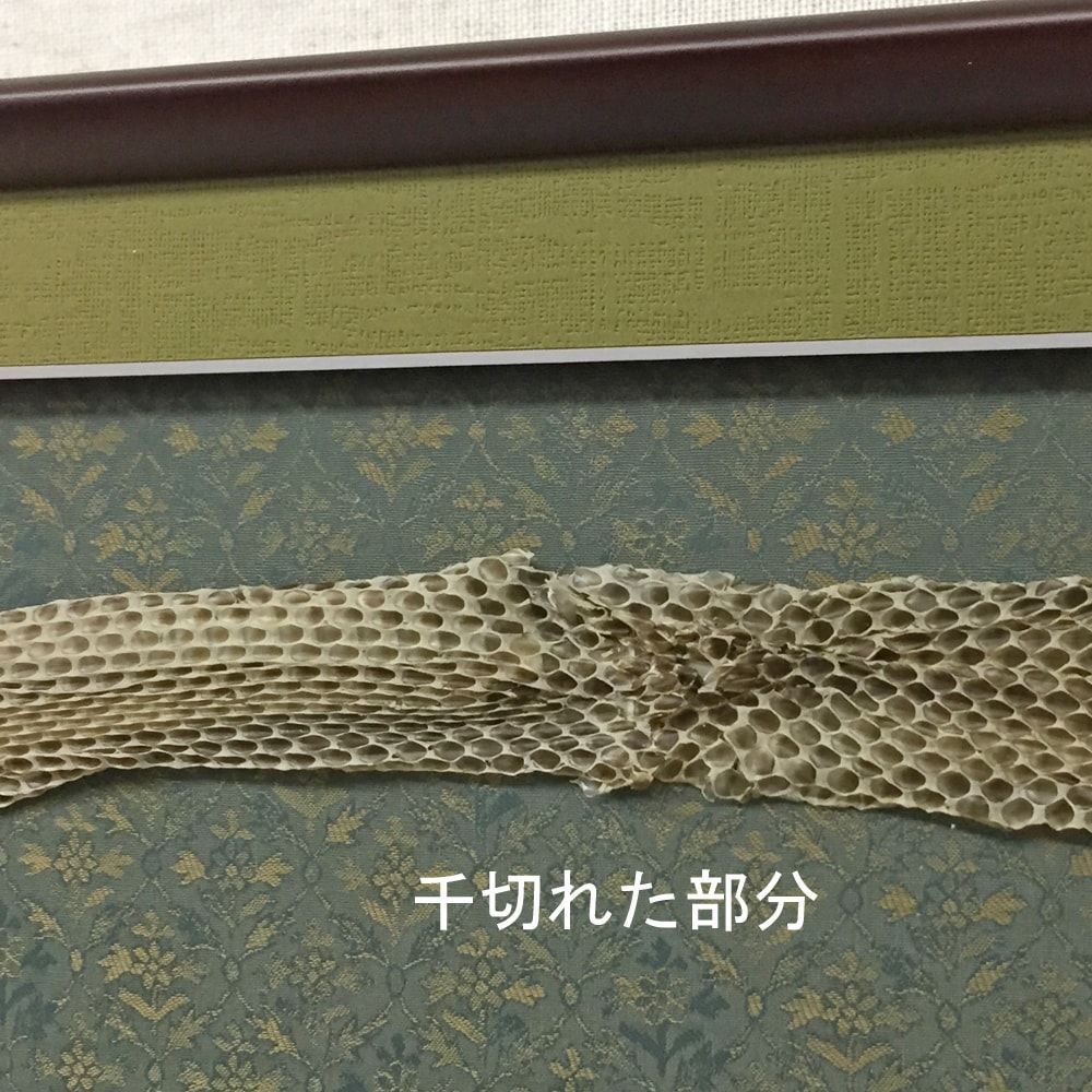 額装実例4 和の装い 蛇の抜け殻