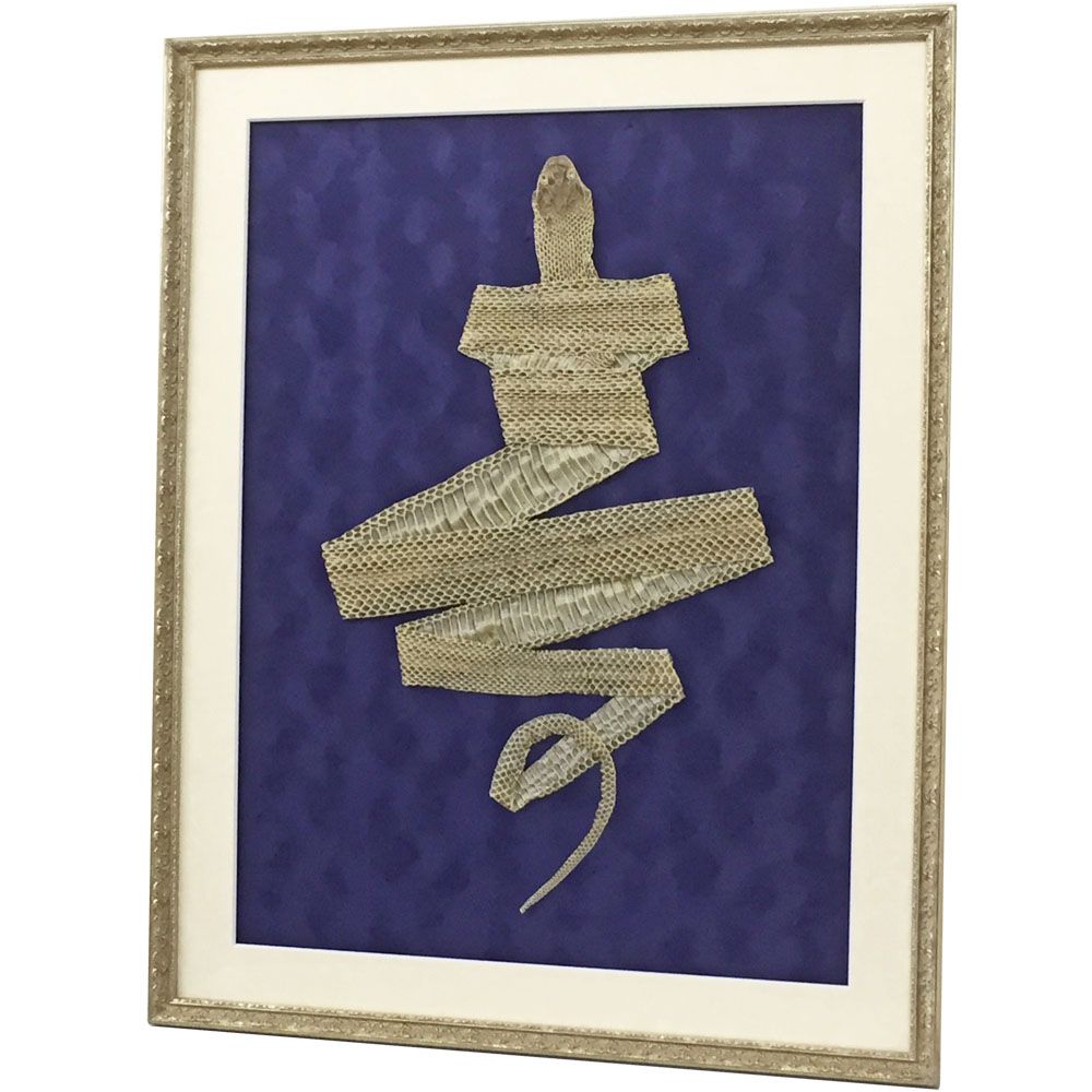 青大将の抜け殻 寿