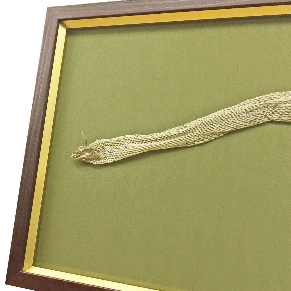 蛇の抜け殻を横長に