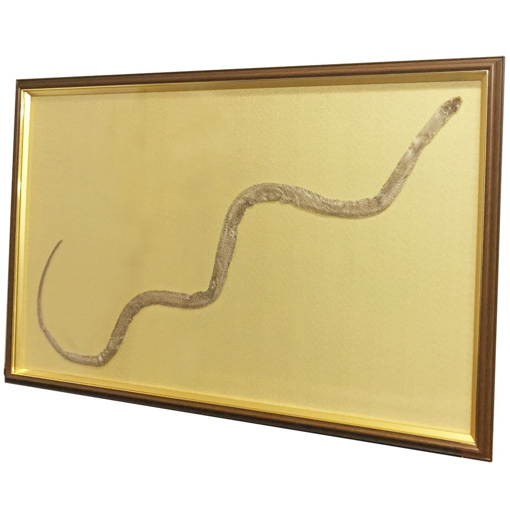 蛇の抜け殻 右肩上がりに