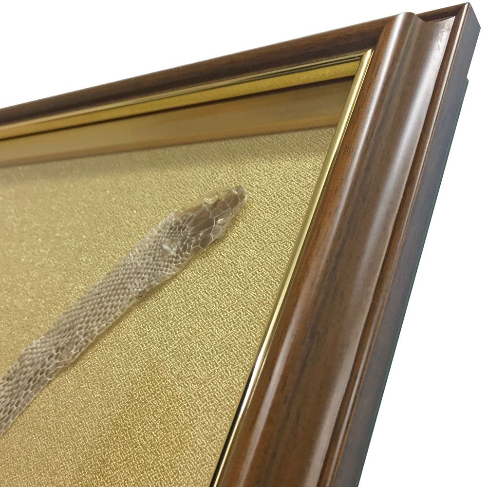 蛇の抜け殻 右肩上がりに