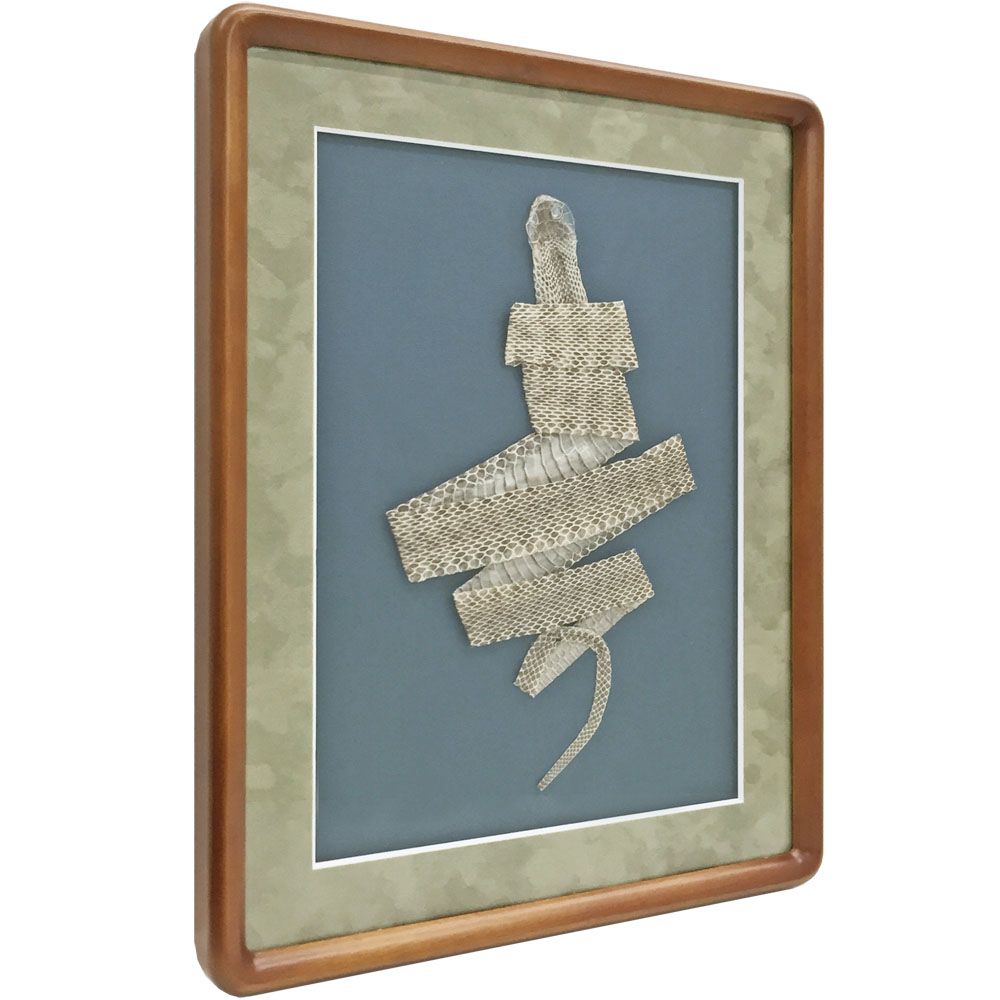 蛇の抜け殻 寿の形で