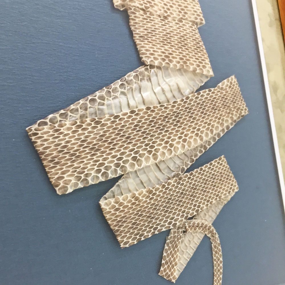 蛇の抜け殻 寿の形で