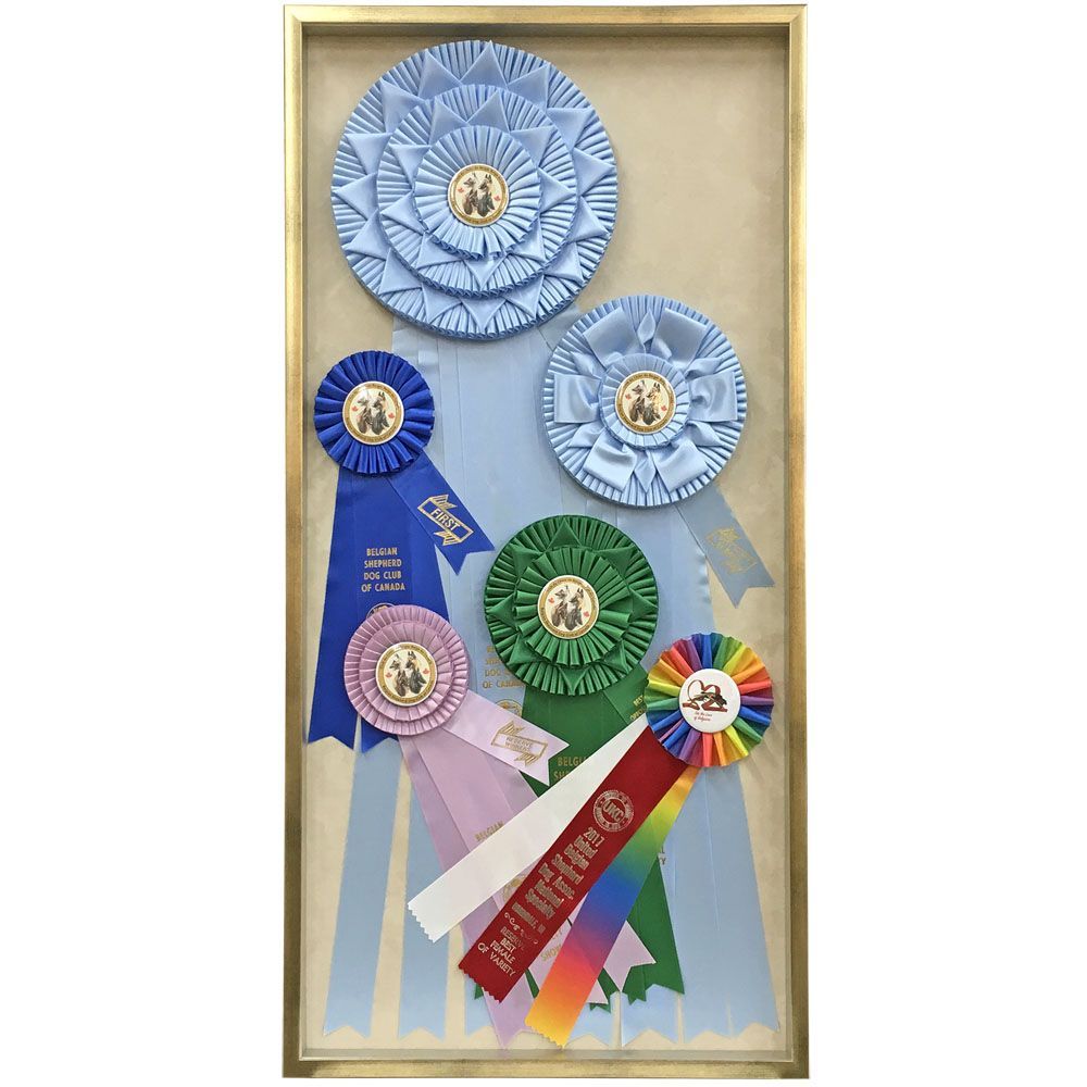 ドッグショー 複数リボン