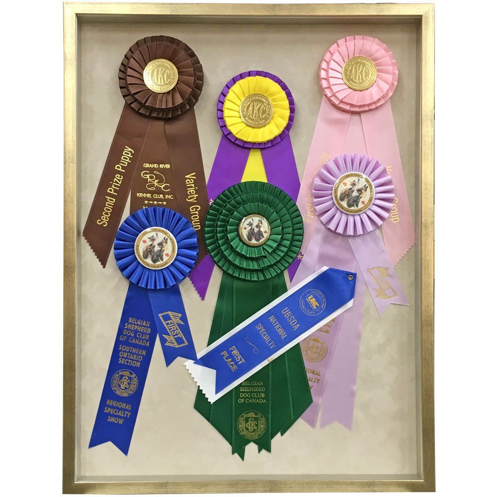 ドッグショーのリボン