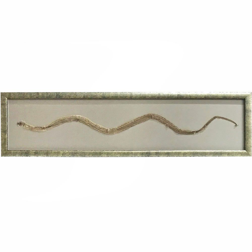 蛇殻 自然なカーブに