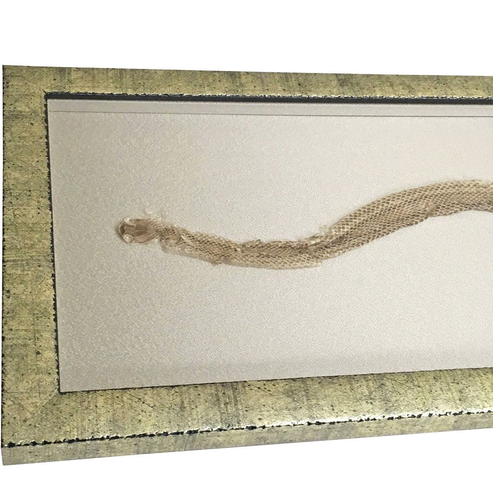 蛇殻 自然なカーブに