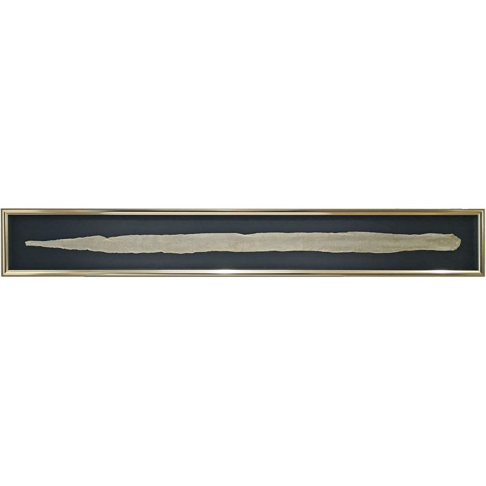 極太の蛇の抜け殻 全身