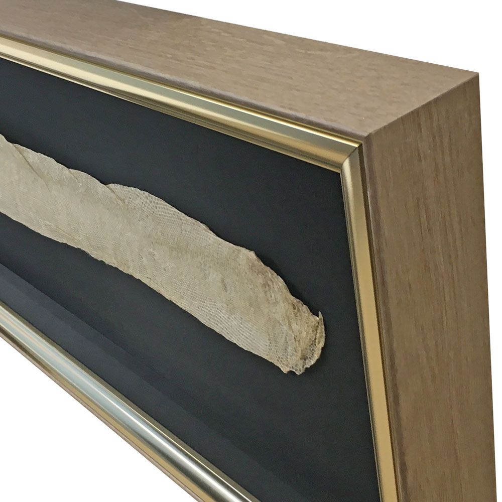 極太の蛇の抜け殻 全身