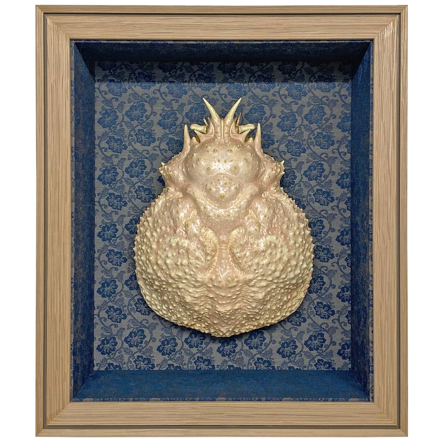 タカアシガニの甲羅