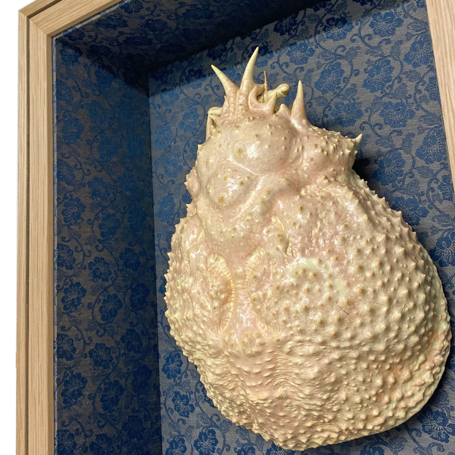 タカアシガニの甲羅