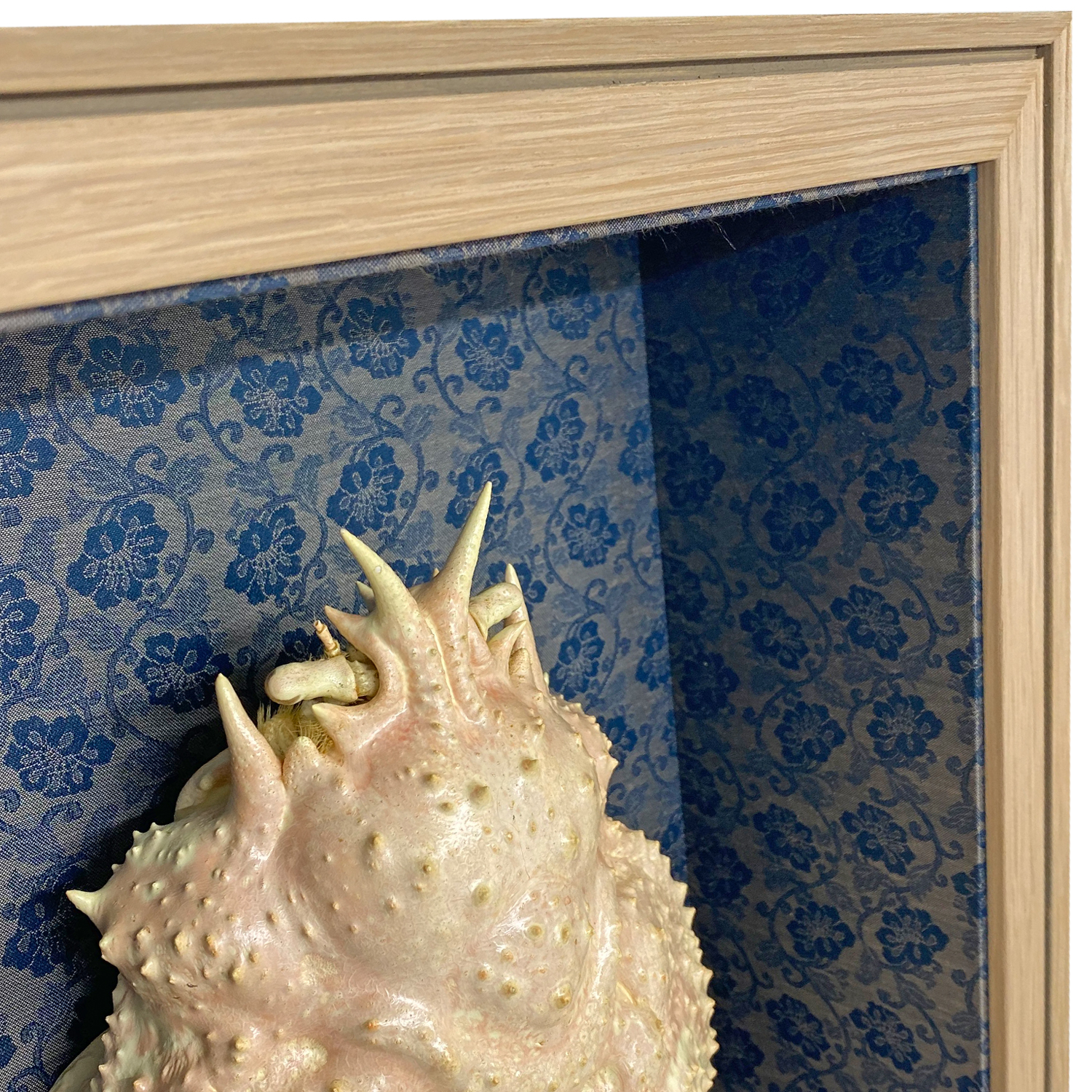 額装実例3 タカアシガニの甲羅