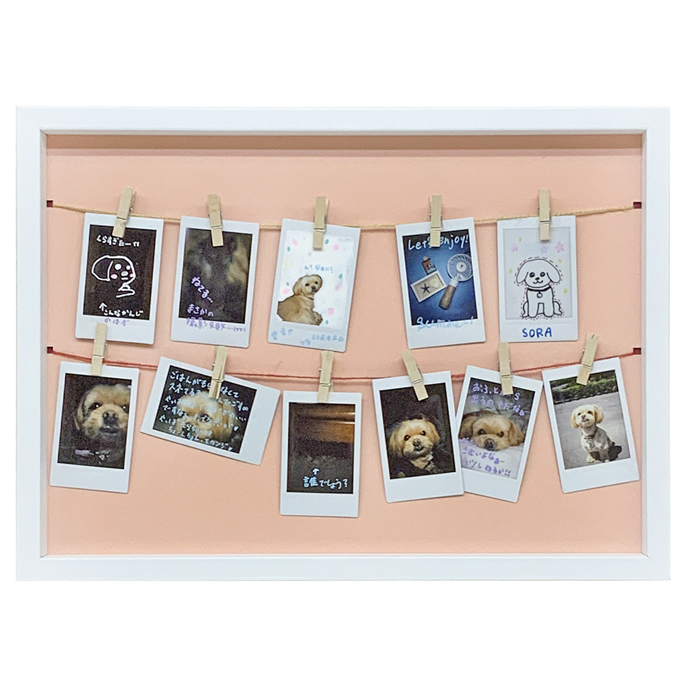 チェキの写真 トイプードル