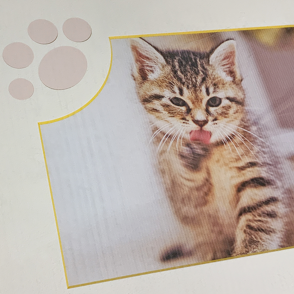 愛猫の写真