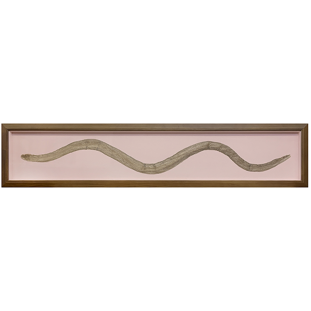 蛇の抜け殻 カーブを描いて