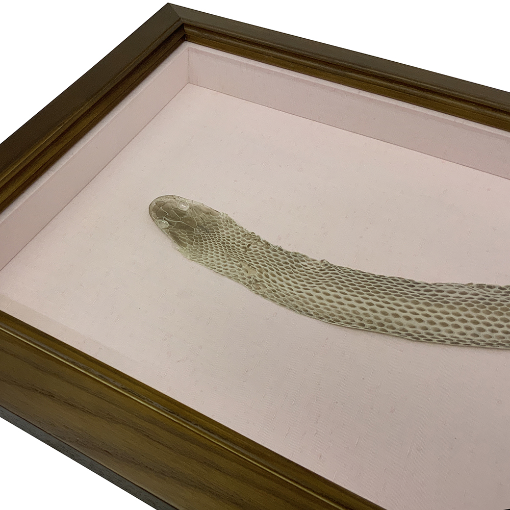 蛇の抜け殻 カーブを描いて