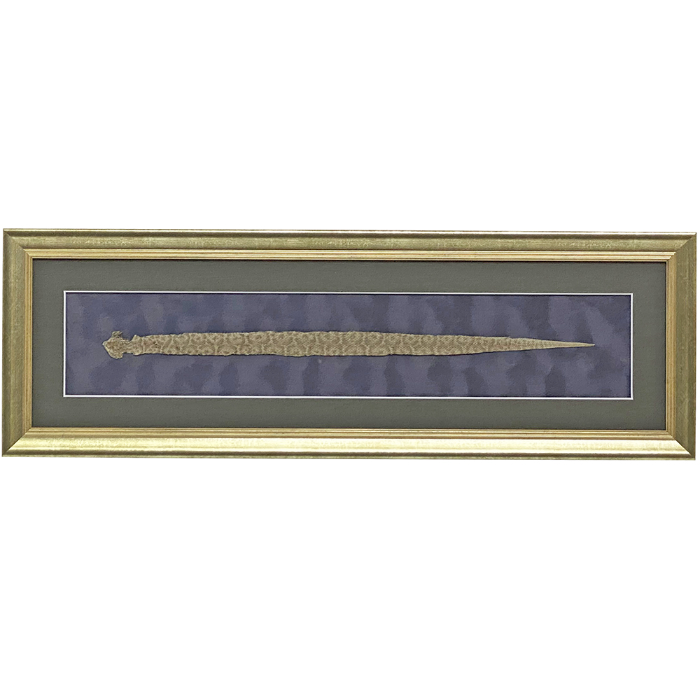 50cm程度の蛇の抜け殻