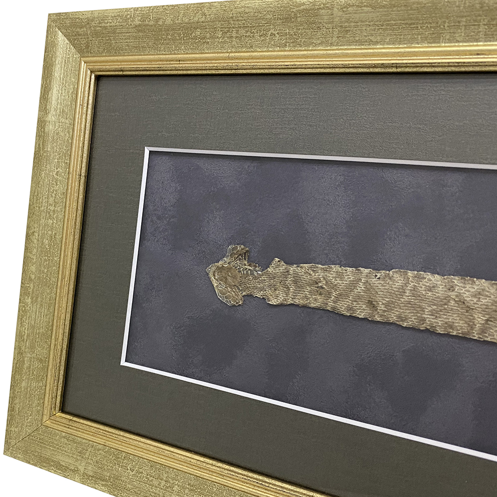 50cm程度の蛇の抜け殻