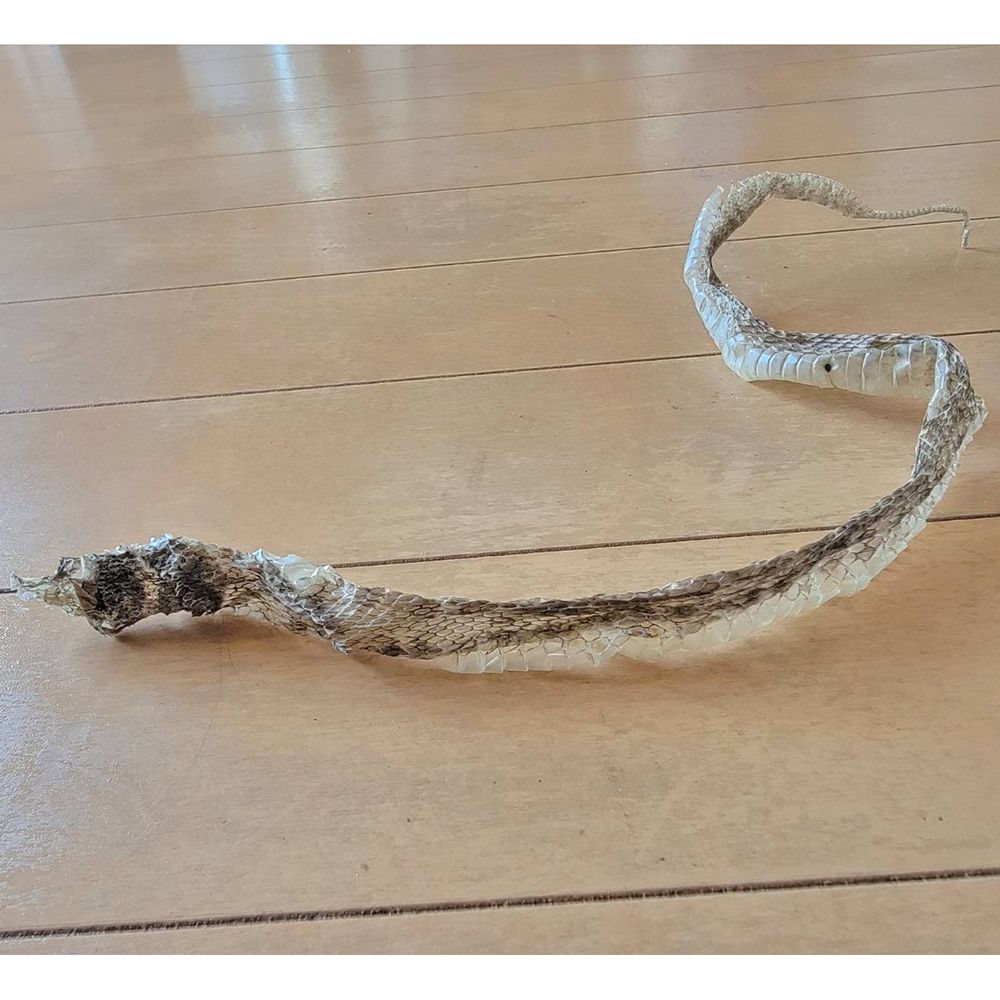 額装実例9 50cm程度の蛇の抜け殻
