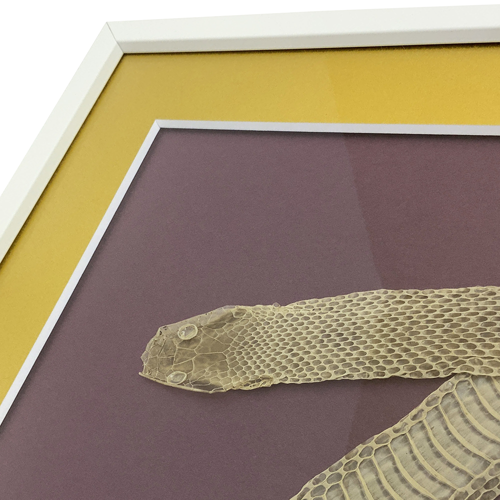 蛇の抜け殻 [縁]の形で