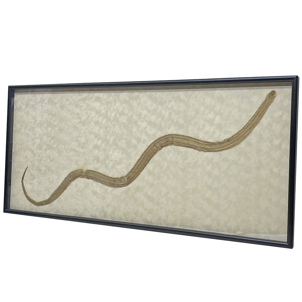 蛇の抜け殻 右肩上がり