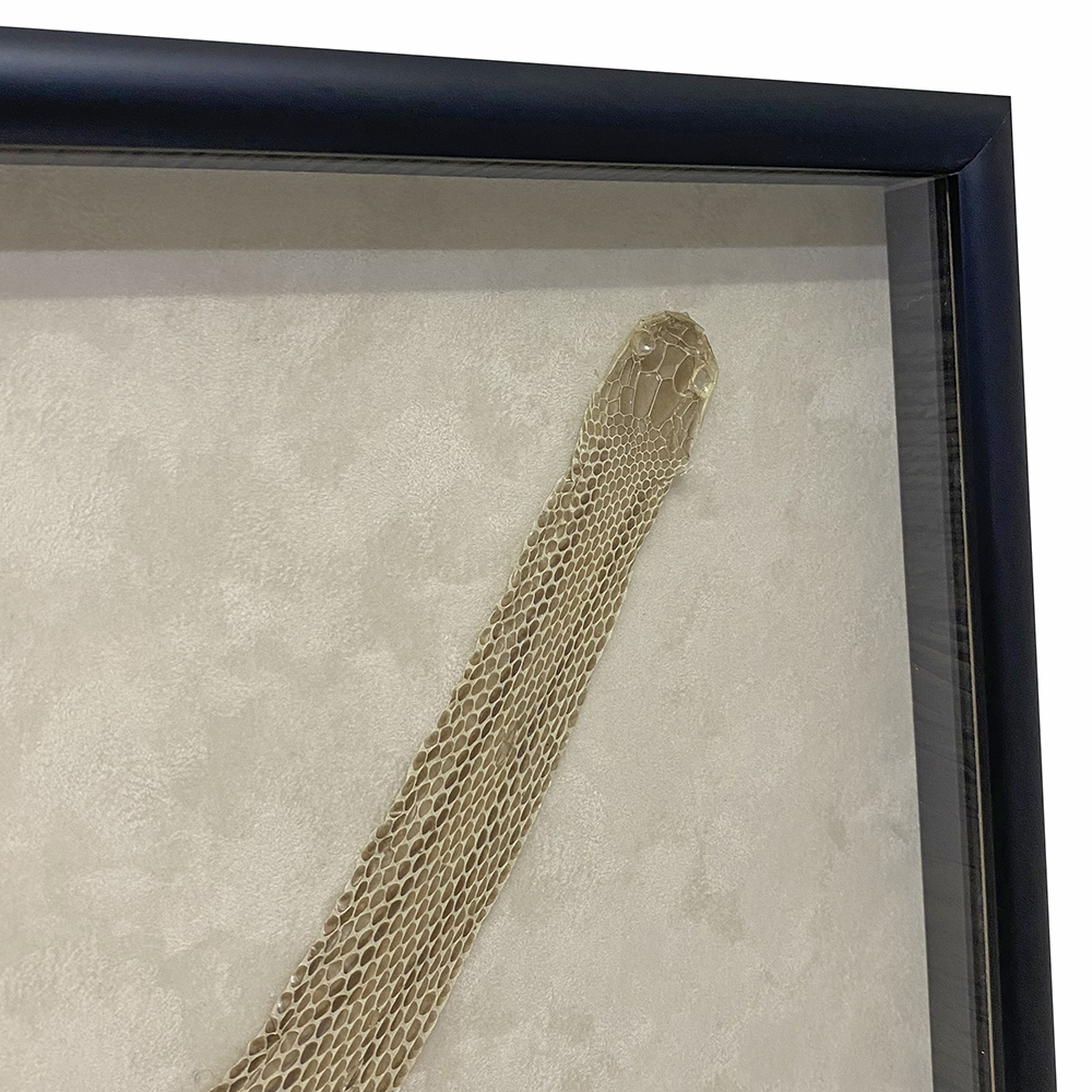 蛇の抜け殻 右肩上がり