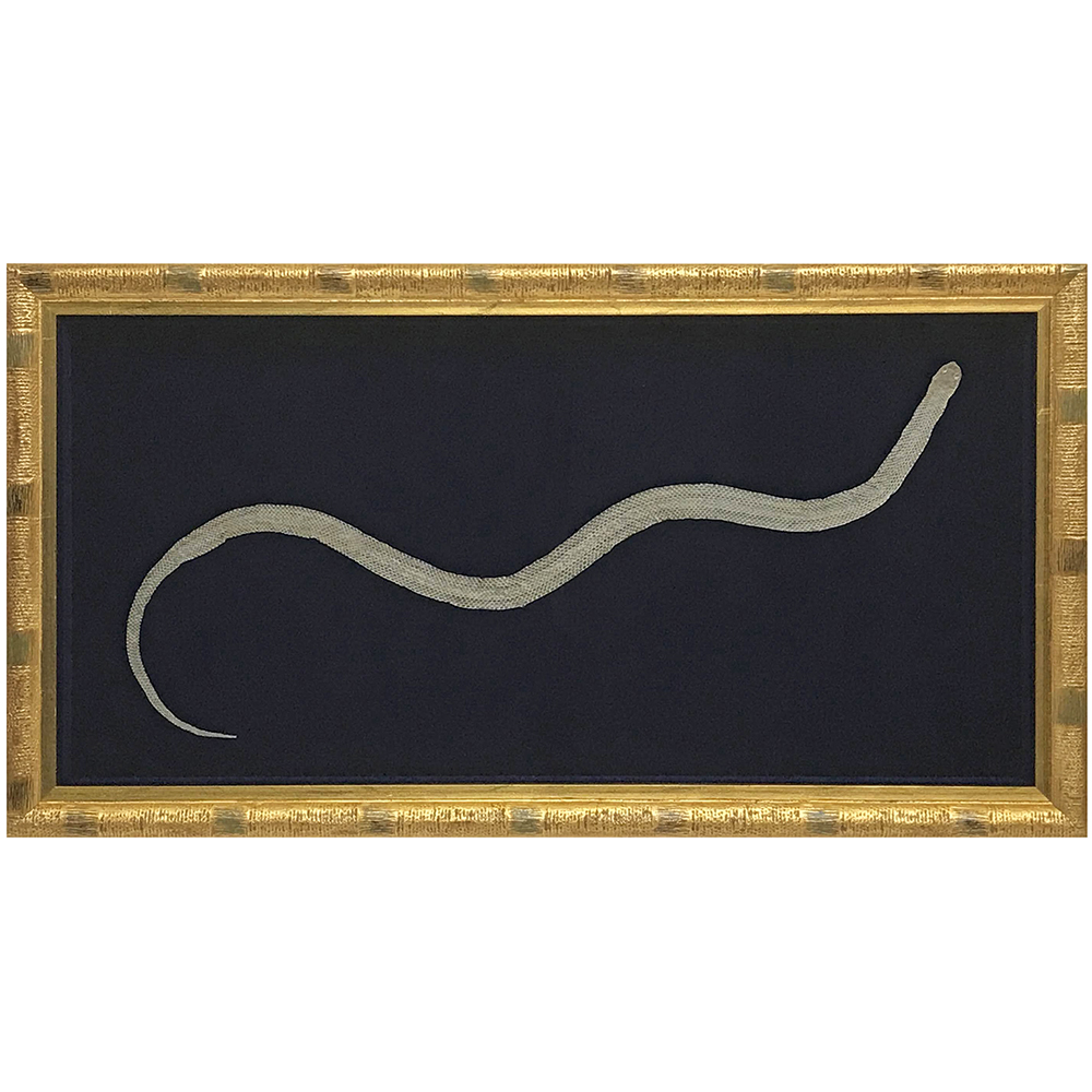 蛇の抜け殻 金の額縁