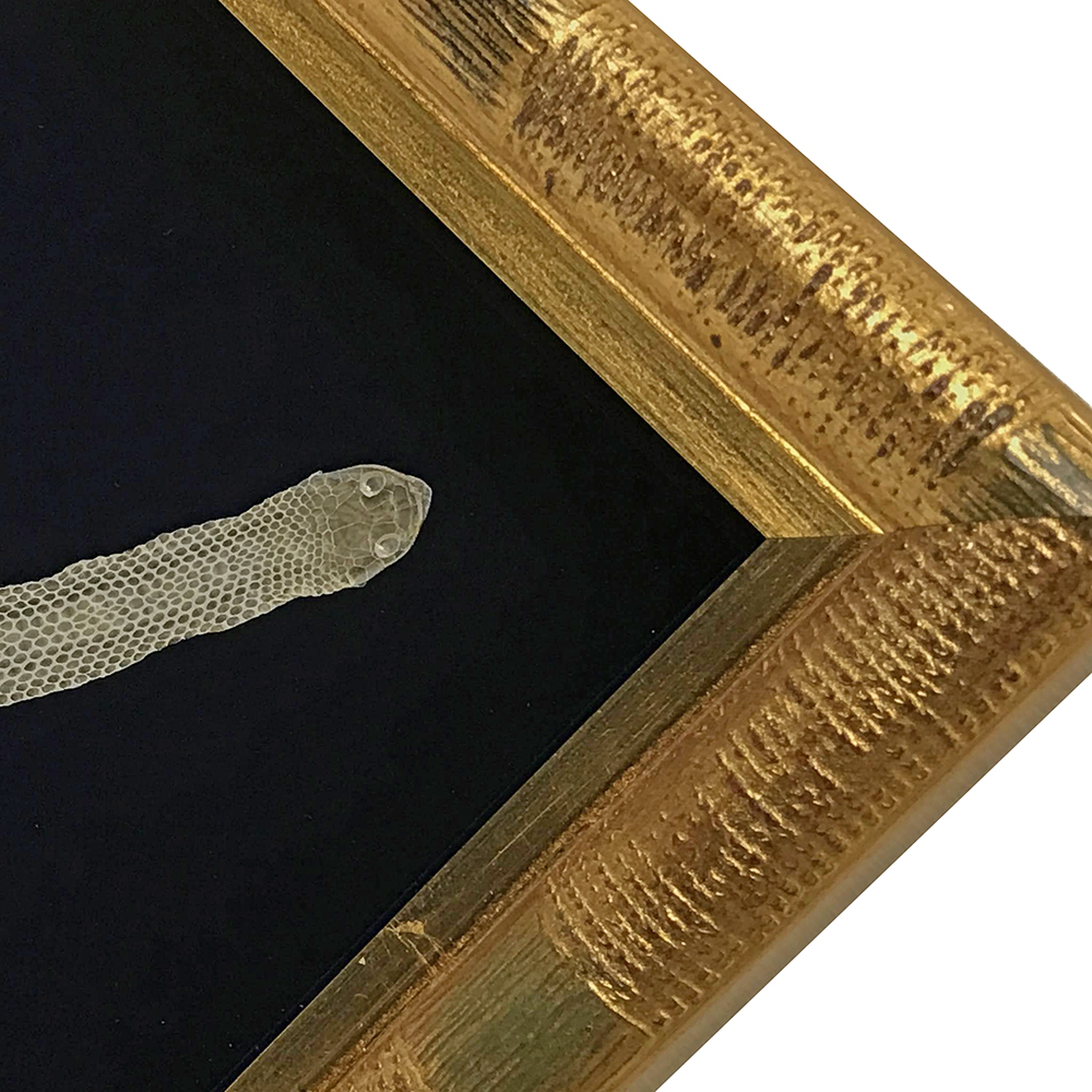 蛇の抜け殻 金の額縁